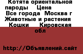 Котята ориентальной пароды  › Цена ­ 12 000 - Все города, Москва г. Животные и растения » Кошки   . Кировская обл.